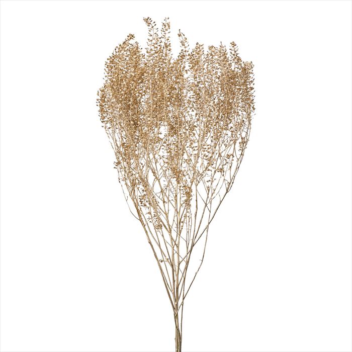 【グリーン リーフ 実もの 枝もの グリーン】 ぺティーコート プラチナ do004050-932 0【東京堂】