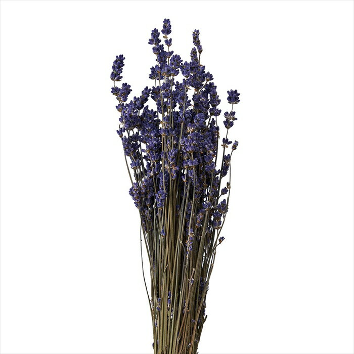 【ドライフラワー　ナチュラル素材　フラワー（ドライ）】　ラベンダー　ナチュラル de017011-zzz ナチュラル【東京堂】