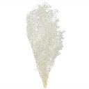 【プリザーブドフラワー フラワー(プリザーブド)】 ミニカスミ草 白ラメ do000010-015 カスミ草【東京堂】