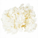 【プリザーブドフラワー フラワー(プリザーブド)】 ゆめアジサイ・ヘッド オフホワイト do001900-010 アジサイ【東京堂】