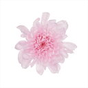 【プリザーブドフラワー フラワー(プリザーブド)】 ことね菊 シャーベットピンク do004790-102 マム 菊【東京堂】