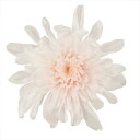 【プリザーブドフラワー フラワー(プリザーブド)】 ことね菊 ホワイトピンク do004790-103 マム 菊【東京堂】