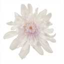 【プリザーブドフラワー フラワー(プリザーブド)】 ことね菊 ホワイトパープル do004790-403 マム 菊【東京堂】