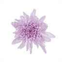 【プリザーブドフラワー フラワー(プリザーブド)】 ことね菊 スウィートライラック do004790-451 マム 菊【東京堂】
