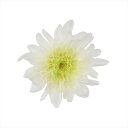 【プリザーブドフラワー フラワー(プリザーブド)】 ことね菊 ホワイトグリーン do004790-703 マム 菊【東京堂】