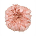 【プリザーブドフラワー フラワー(プリザーブド)】 輪菊・中 シルキーピンク do004806-131 マム 菊【東京堂】