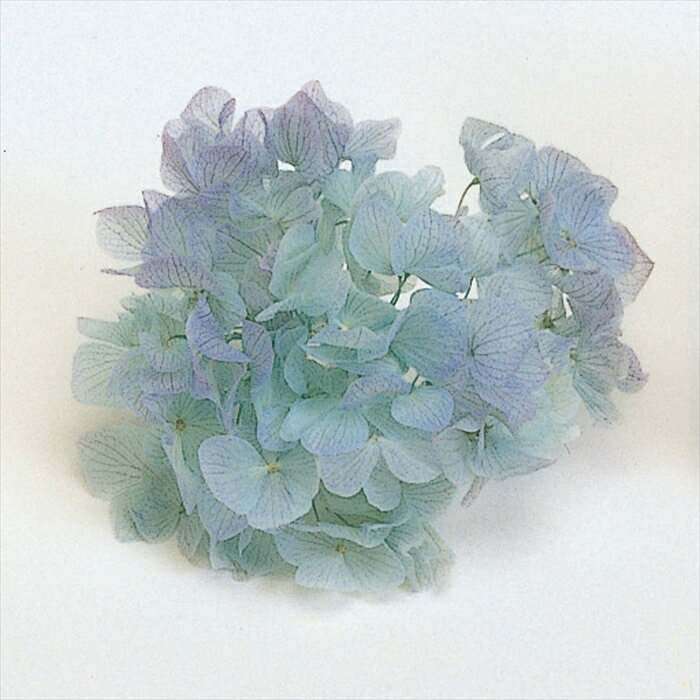 【プリザーブドフラワー　フラワー（プリザーブド）】　ソフトあじさい彩　ブルー×ブルー dt064193-zzz..