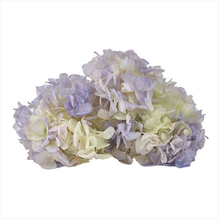 【プリザーブドフラワー　フラワー（プリザーブド）】　ソフトあじさい彩　ラベンダー×クリアグリーン ..