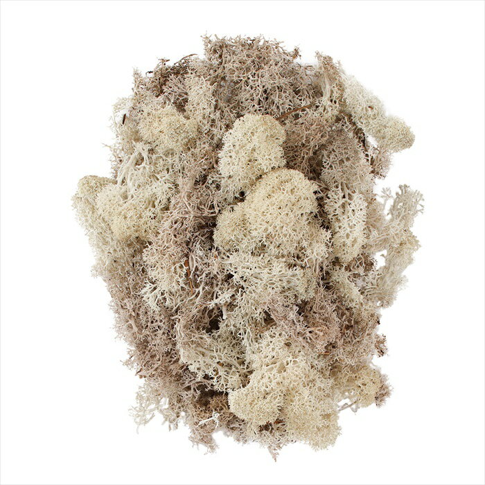 【プリザーブドフラワー　グリーン　リーフ　実もの　枝もの】　フィンランドモス　ナチュラル dt07110..