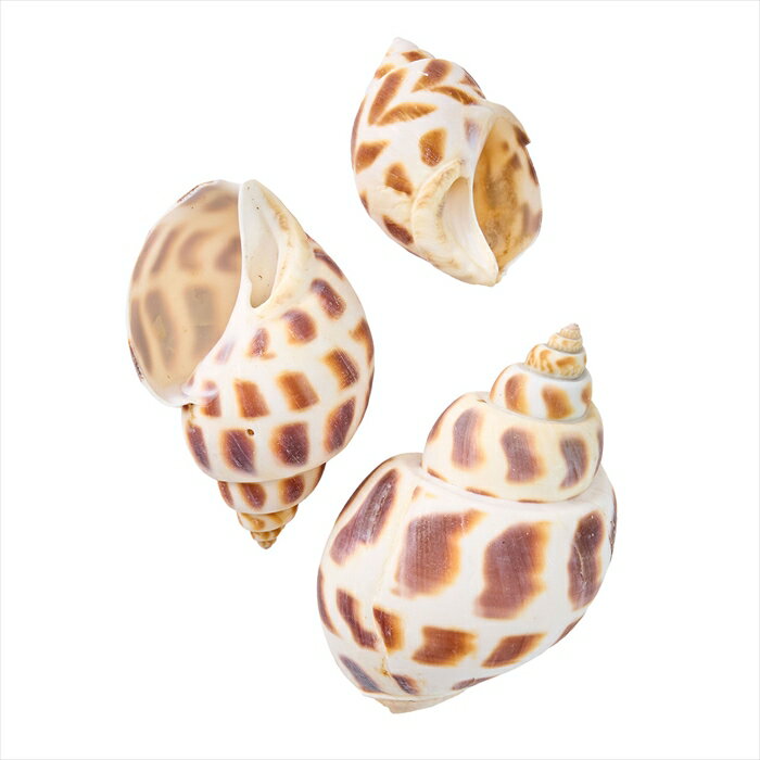 【ドライフラワー ナチュラル素材 シェル 貝】 チャイナムーン fd005511-zzz シェル 貝【東京堂】