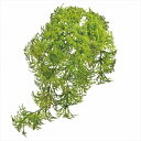 【アーティフィシャルフラワー 造花 グリーン リーフ 多肉植物】 フィールドモスピック LT.GR fg000567-zzz モス 苔【東京堂】