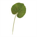 【アーティフィシャルフラワー 造花 グリーン リーフ 多肉植物】 ミニゲーラックス GREEN fg000758-zzz ゲーリックリーフ ゲーラックス【東京堂】