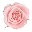 【プリザーブドフラワー フラワー(プリザーブド)】 スプレーローズ ミルキーピンク fl000070-030 ローズ バラ【東京堂】