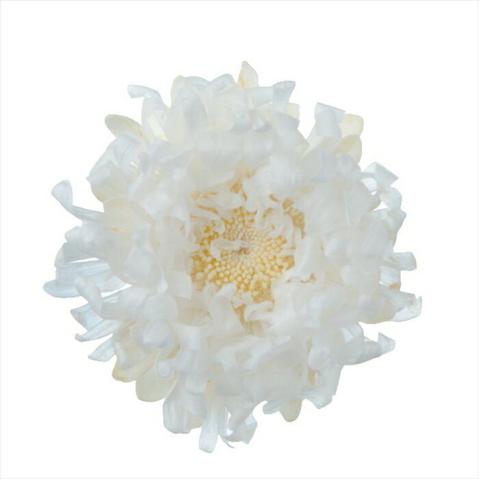 【プリザーブドフラワー　フラワー（プリザーブド）】　アスター　パールホワイト fl000440-001 マム　..