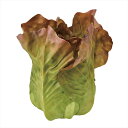【アーティフィシャルフラワー 造花 実もの 果物 野菜 パン】 サニーレタス GRBR fv001804-zzz 野菜その他【東京堂】