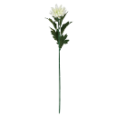 【アーティフィシャルフラワー 造花 フラワー(アーティフィシャル)】 山科菊 #1 WHITE fm0f4050-001 マム 菊【東京堂】