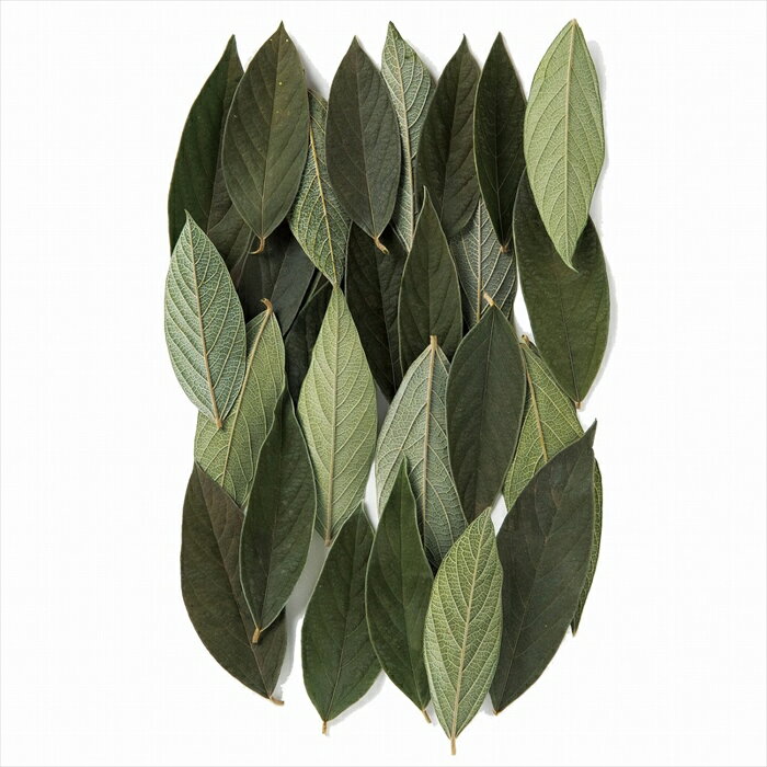 ڥץꥶ֥ɥե꡼󡡥꡼ա¤ΡޤΡۡ٥٥åȥ꡼ա꡼ vj002060-zzz ꡼աƲ