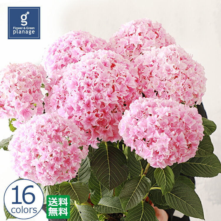 【遅れてごめんね】アジサイ　紫陽花　母の日　あじさい　5号　ギフト　珍しい　お母さん　かわいい　母の日ギフト　アジサイ　プレゼント　鉢植え　マザーズデイ　舞姫　雨のち晴れ　サファイヤクイーン　ジューンブライド　花　ホップコーン　青　ピンクのサムネイル