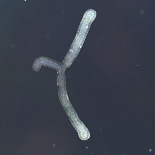 オーシャンエッセンス No47《コルテPHIエッセンス》15ml [フラワーエッセンス｜コルテPHI｜オーシャンエッセンス ｜人気フラワーエッセンス｜コルテPHIエッセンス｜正規輸入品]