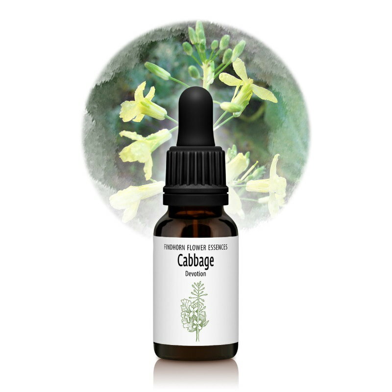 【ブラックフライデー！最大2222円割引クーポン配布中】キャベツ（献身）《フィンドホーンフラワーエッ..