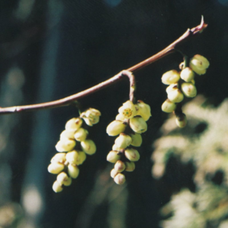 キブシ（血縁）《マウントフジフラワーエッセンス》10ml [国産フラワーエッセンス/日本/富士山]