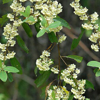 リツィア・クベバ《ミカエル・ザヤット》 50ml[精油/アロマオイル/ミカエルザヤット/Mikael Zayat/エッセンシャルオイル/オーガニック/ミカエル・ザヤット/メイチャン]