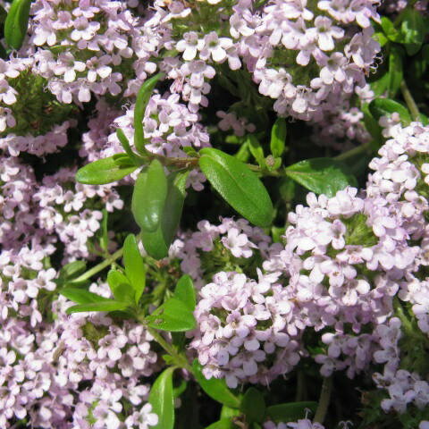 【お買い物マラソン最大2222円クーポン配布中】タイム《ミカエル・ザヤット》100ml[精油/アロマオイル/ミカエルザヤット/Mikael Zayat/エッセンシャルオイル/オーガニック/ミカエル・ザヤット]