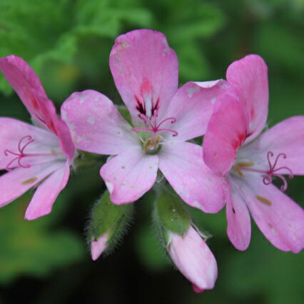 【お買い物マラソン最大2222円クーポン配布中】ゼラニウムバーボン《ミカエル・ザヤット》100ml[精油/アロマオイル/ミカエルザヤット/Mikael Zayat/エッセンシャルオイル/オーガニック/ミカエル・ザヤット/ゼラニウムブルボン]