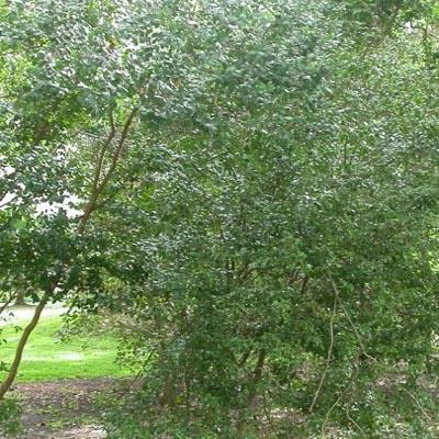 サンタルアミリス《ミカエル・ザヤット》10ml 【メール便対象】[精油/アロマオイル/ミカエルザヤット/Mikael Zayat/エッセンシャルオイル/オーガニック/ミカエル・ザヤット]