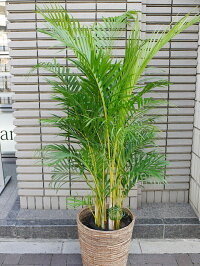 アレカヤシ(8号サイズ),アジアン,オリエンタル,ヤシの木,観葉植物,オフィスグリーン,お祝い,開店,開業,引っ越し,移転,事務所,お店,オフィス,店舗,自宅,贈り物,ギフト,プレゼント,挨拶,取引先,新宿,四谷,花屋,シャムロック,楽天市場,鉢カバー,無料