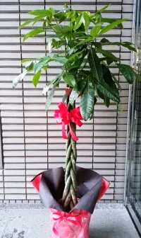 パキラ(10号サイズ),観葉植物,オフィスグリーン,パキラ,お祝い,開店,開業,引っ越し,移転,事務所,お店,オフィス,店舗,自宅,会社,贈り物,ギフト,プレゼント,挨拶,取引先,新宿,四谷,花屋,シャムロック,楽天市場