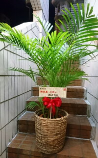 アレカヤシ(8号サイズ),アジアン,オリエンタル,ヤシの木,観葉植物,オフィスグリーン,お祝い,開店,開業,引っ越し,移転,事務所,お店,オフィス,店舗,自宅,贈り物,ギフト,プレゼント,挨拶,取引先,新宿,四谷,花屋,シャムロック,楽天市場,鉢カバー,無料