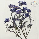 【S-1146】押し花 着色オルレラ茎付き(紫) 約5本花材 押し花素材 押し花額 レジン フラワー キャンドル アロマ ワックス サシェ 材料 ウェルカムボード ブライダル ウェディング 押し花 ネイル スマホケース フォトフレーム 和紙