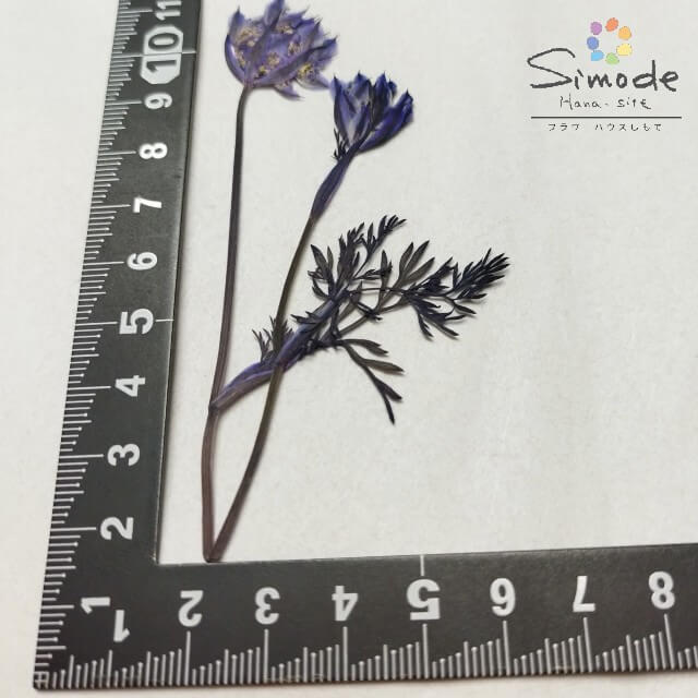 ��S-1146�۲����֡��忧��������դ�(��)����5�ֺܲ� �������Ǻ� �����ֳ� �쥸�� �ե� �����ɥ� ������ ��å��� ������ ���� �����륫��ܡ��� �֥饤���� �����ǥ��� ������ �ͥ��� ���ޥۥ����� �ե��ȥե졼�� �»�