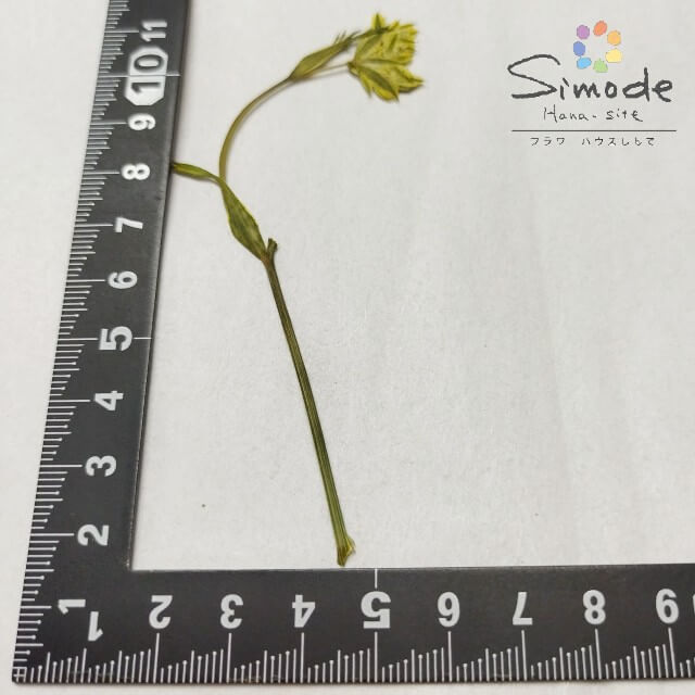 【S-1143】押し花　着色オルレラ茎付き(黄色)　約5本花材 押し花素材 押し花額 レジン フラワー キャンドル アロマ ワックス サシェ 材料 ウェルカムボード ブライダル ウェディング 押し花 ネイル スマホケース フォトフレーム 和紙