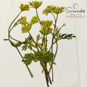 【S-1143】押し花 着色オルレラ茎付き(黄色) 約5本花材 押し花素材 押し花額 レジン フラワー キャンドル アロマ ワックス サシェ 材料 ウェルカムボード ブライダル ウェディング 押し花 ネイル スマホケース フォトフレーム 和紙