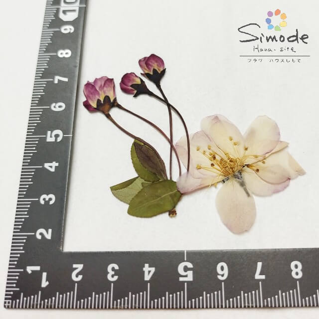 【訳アリ商品・アウトレット】押し花　素材カイドウ（F－50）約3本分花材 押し花素材 お花屋さん 押し花額 押し花材料 ハンドメイド ハーバリウム レジン ウェルカムボード　ウェディング