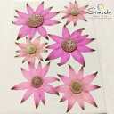 【S-1156】押し花 着色フランネルフラワー(ピンク) 6枚花材 押し花素材 押し花額 レジン フラワー キャンドル アロマ ワックス サシェ 材料 ウェルカムボード ブライダル ウェディング 押し花 ネイル スマホケース フォトフレーム 和紙