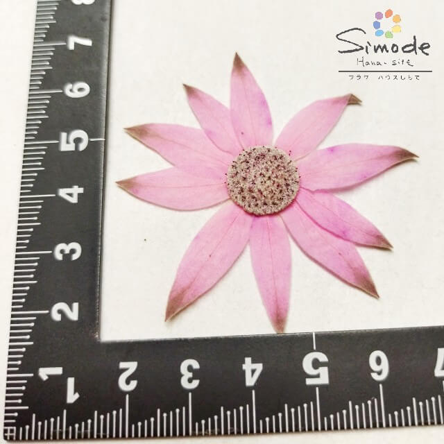 【S-1156】押し花　着色フランネルフラワー(ピンク)　6枚花材 押し花素材 押し花額 レジン フラワー キャンドル アロマ ワックス サシェ 材料 ウェルカムボード ブライダル ウェディング 押し花 ネイル スマホケース フォトフレーム 和紙