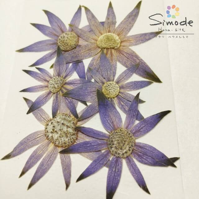 【S-1158】押し花　着色フランネルフラワー(紫)　6枚花材 押し花素材 押し花額 レジン フラワー キャンドル アロマ ワックス サシェ 材料 ウェルカムボード ブライダル ウェディング 押し花 ネイル スマホケース フォトフレーム 和紙