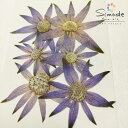 【S-1158】押し花 着色フランネルフラワー(紫) 6枚花材 押し花素材 押し花額 レジン フラワー キャンドル アロマ ワックス サシェ 材料 ウェルカムボード ブライダル ウェディング 押し花 ネイル スマホケース フォトフレーム 和紙