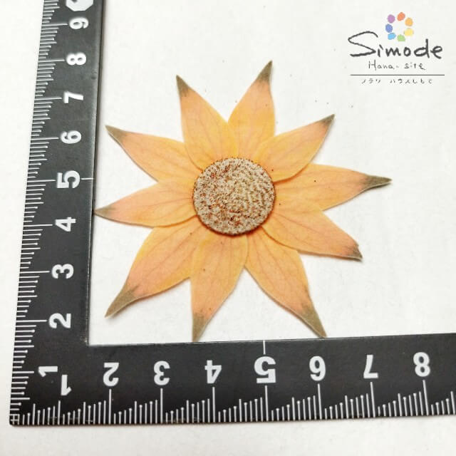 ��S-1159�۲����֡��忧�ե��ͥ�ե�(�����)��6��ֺ� �������Ǻ� �����ֳ� �쥸�� �ե� �����ɥ� ������ ��å��� ������ ���� �����륫��ܡ��� �֥饤���� �����ǥ��� ������ �ͥ��� ���ޥۥ����� �ե��ȥե졼�� �»�