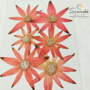 【S-1155】押し花　着色フランネルフラワー(赤)　6枚花材 押し花素材 押し花額 レジン フラワー キャンドル アロマ ワックス サシェ 材料 ウェルカムボード ブライダル ウェディング 押し花 ネイル スマホケース フォトフレーム 和紙