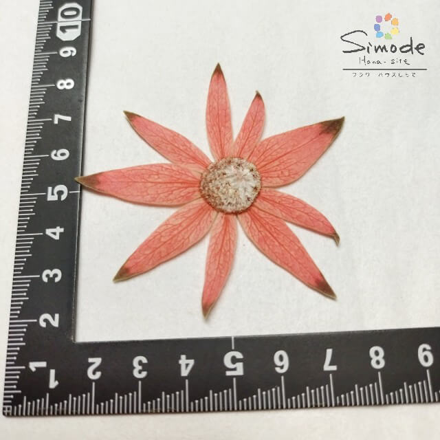 ��S-1155�۲����֡��忧�ե��ͥ�ե�(��)��6��ֺ� �������Ǻ� �����ֳ� �쥸�� �ե� �����ɥ� ������ ��å��� ������ ���� �����륫��ܡ��� �֥饤���� �����ǥ��� ������ �ͥ��� ���ޥۥ����� �ե��ȥե졼�� �»�