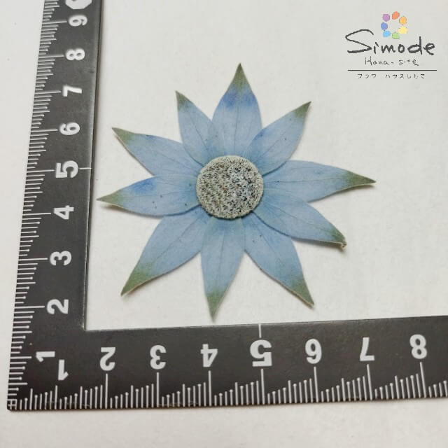 【S-1161】押し花　着色フランネルフラワー(青)　6枚花材 押し花素材 押し花額 レジン フラワー キャンドル アロマ ワックス サシェ 材料 ウェルカムボード ブライダル ウェディング 押し花 ネイル スマホケース フォトフレーム 和紙