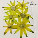 【S-1157】押し花 着色フランネルフラワー(黄緑) 6枚花材 押し花素材 押し花額 レジン フラワー キャンドル アロマ ワックス サシェ 材料 ウェルカムボード ブライダル ウェディング 押し花 ネイル スマホケース フォトフレーム 和紙