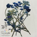 【S-1147】押し花　着色オルレラ茎付き(青)　約5本花材 押し花素材 押し花額 レジン フラワー キャンドル アロマ ワ…