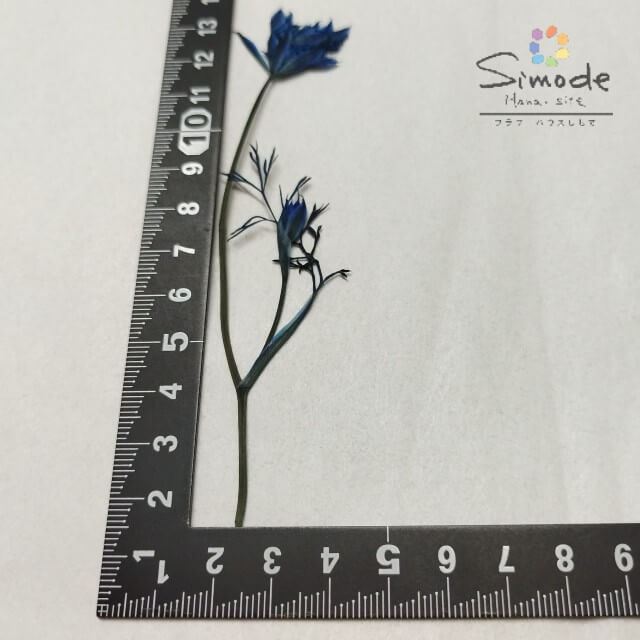 【S-1147】押し花　着色オルレラ茎付き(青)　約5本花材 押し花素材 押し花額 レジン フラワー キャンドル アロマ ワックス サシェ 材料 ウェルカムボード ブライダル ウェディング 押し花 ネイル スマホケース フォトフレーム 和紙