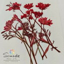 【S-1145】押し花 着色オルレラ茎付き(赤) 約5本花材 押し花素材 押し花額 レジン フラワー キャンドル アロマ ワックス サシェ 材料 ウェルカムボード ブライダル ウェディング 押し花 ネイル スマホケース フォトフレーム 和紙