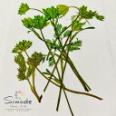 【S-1144】押し花 着色オルレラ茎付き(みどり) 約5本花材 押し花素材 押し花額 レジン フラワー キャンドル アロマ ワックス サシェ 材料 ウェルカムボード ブライダル ウェディング 押し花 ネイル スマホケース フォトフレーム 和紙
